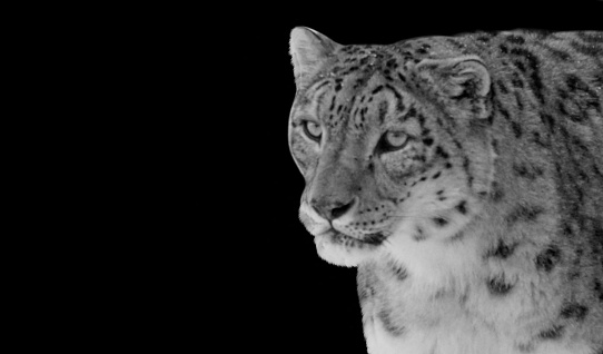 Snow leopard (Panthera uncia), a majestic and elusive big cat species found in the rugged mountain ranges of Central Asia. With its thick fur, piercing blue eyes, and graceful movements, the snow leopard is a true marvel of the natural world.