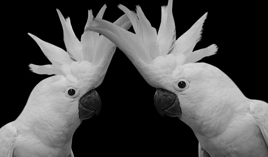 Two Beautiful White Cockatoo On The Black Background