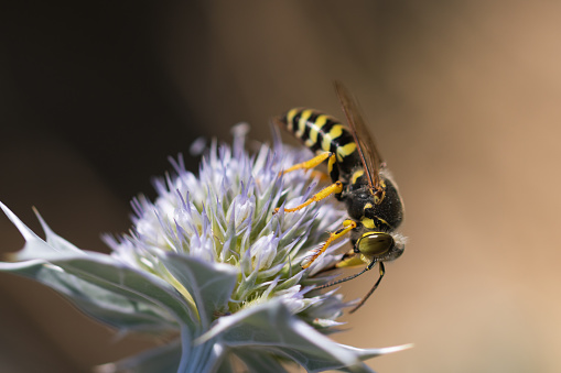 Vespa crabro European Hornet Insect. Digitally Enhanced Photograph.