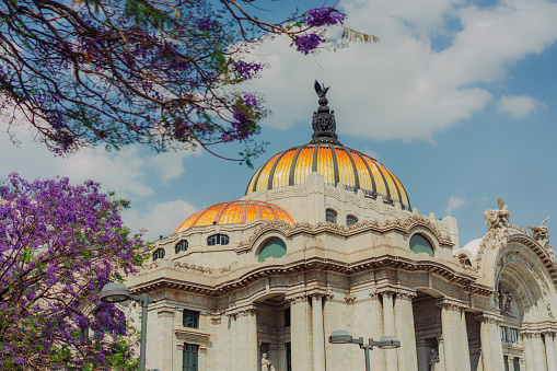 Scenic view of Mexico City in spring, Purple blossom