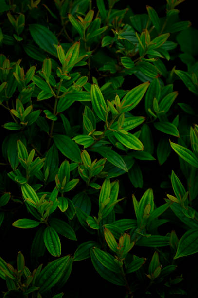 istock Abstract green leaf texture nature background tropical leaves 1397899835