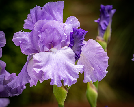 Iris Beautiful flowers in the garden