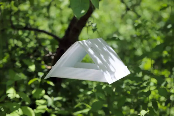 Photo of A pheromone trap in an apple tree to attract male codling moth (Cydia pomonella).