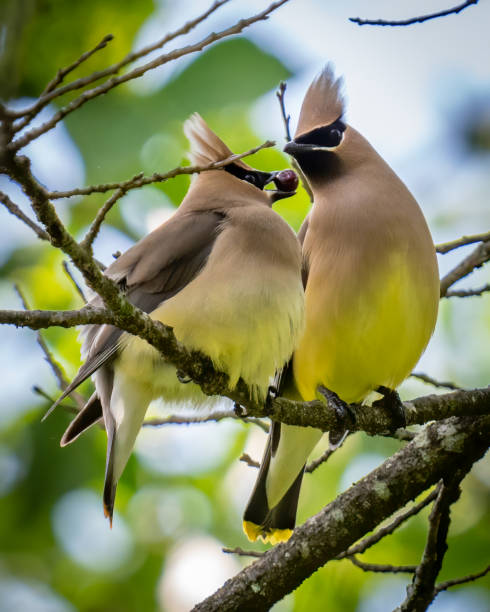 istock Cedar waxwing bird in a tree looking for berries for food 1397901932