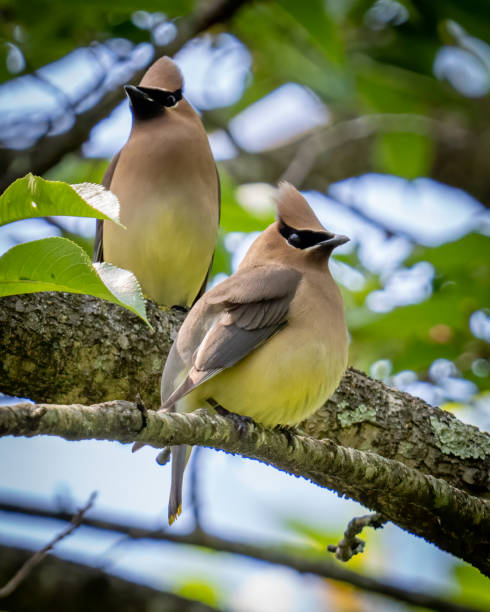 istock Cedar waxwing bird in a tree looking for berries for food 1397901934