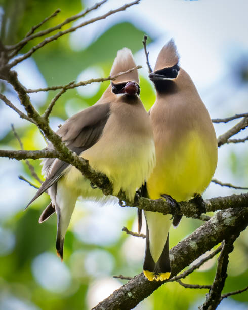 istock Cedar waxwing bird in a tree looking for berries for food 1397901951