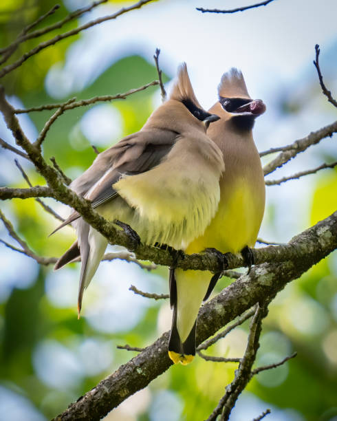 istock Cedar waxwing bird in a tree looking for berries for food 1397901982