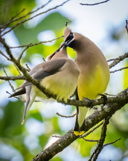 istock Cedar waxwing bird in a tree looking for berries for food 1397901990