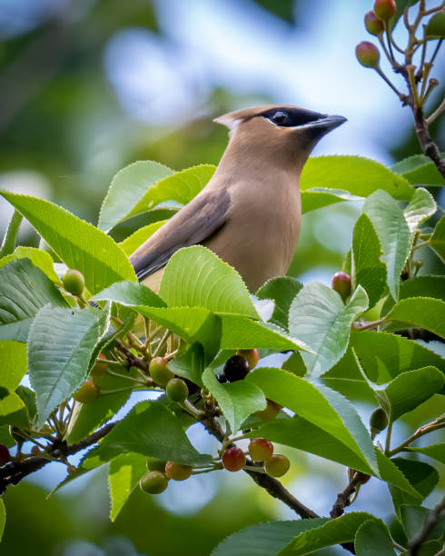 istock Cedar waxwing bird in a tree looking for berries for food 1397902152