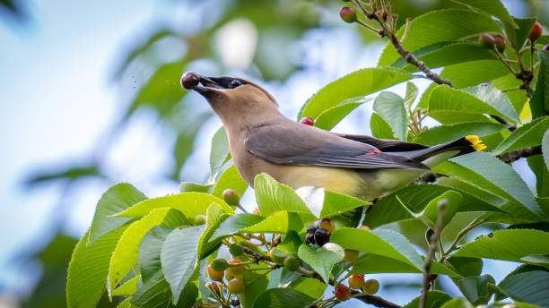istock Cedar waxwing bird in a tree looking for berries for food 1397902188