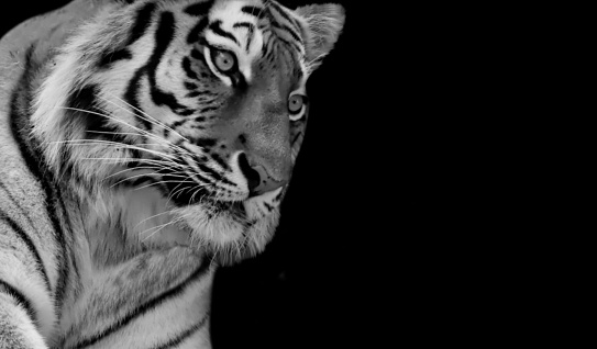 Tiger Angry Look With Angry Eyes On The Black Background