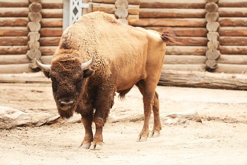 American bison in zoo enclosure. Wild animal