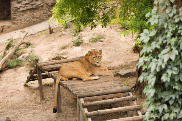 junger löwe im zoogehege. wildes tier - animal captivity building stock-fotos und bilder