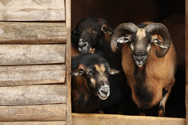 Close portraits and side views of a black horned ram with curled horns standing on wooden planks near a stone hut and rope fence in a rustic mountain village setting, showing thick curly fleece and pastoral farm atmosphere.