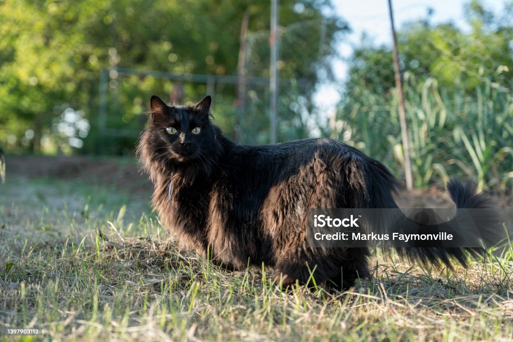 Cat exploring nature in spring Black cat walking on grass in yard close to long grass agricultural field in springtime Animal Stock Photo