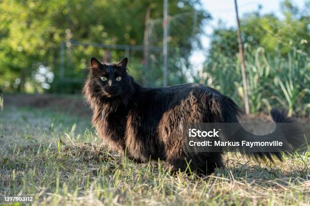 Cat Exploring Nature In Spring Stock Photo - Download Image Now - Animal, Beauty, Beauty In Nature