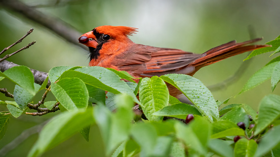 Big Male Red Cardinal Bird