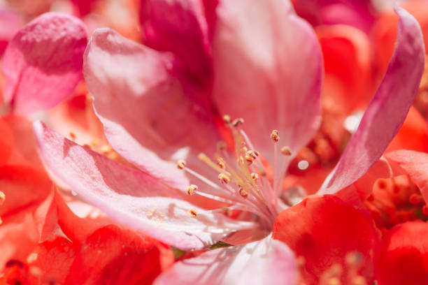 red Chinese flowering apple blooming in the spring. beautiful flowers, floral concept background