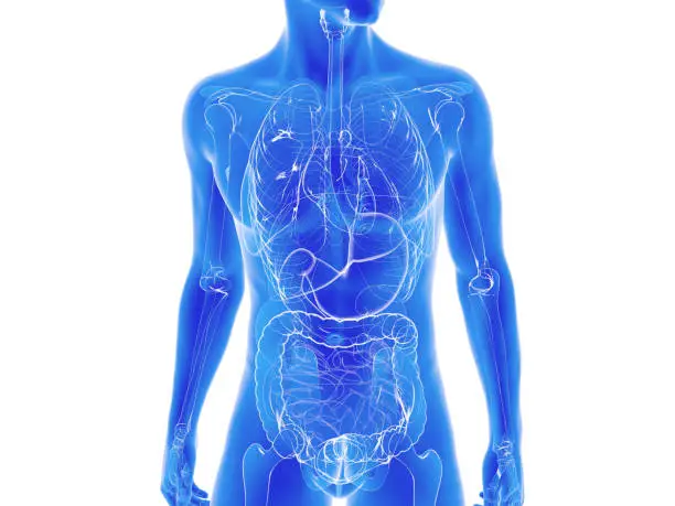 Photo of Transparent 3d illustration of the internal human anatomy.