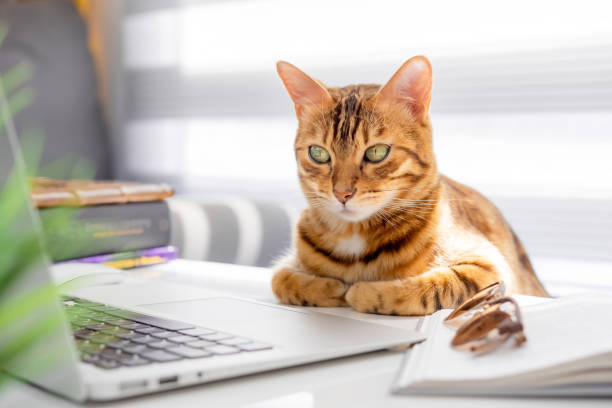 istock Humorous shot of a cat sitting at a table and looking at a computer. 1397907240