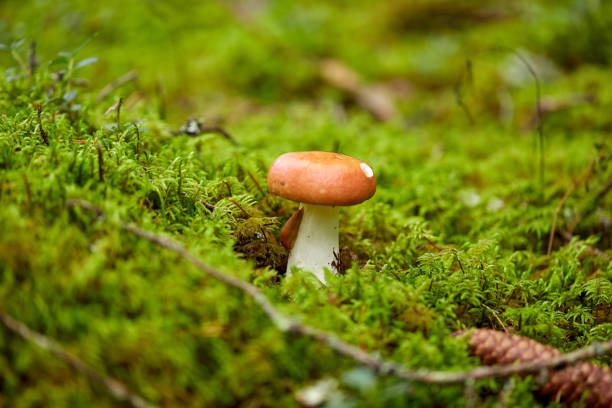 istock russule mushroom growing in autumn forest 1397907860