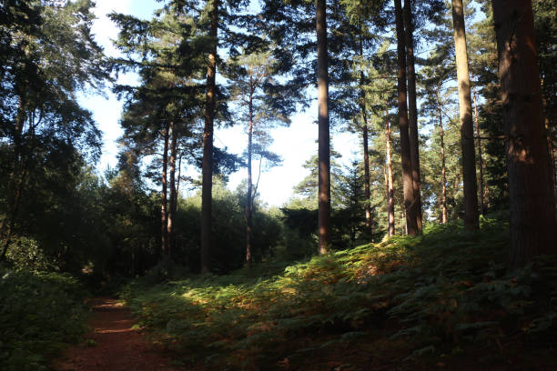 istock Relaxing forest walk under the beautiful British summer sun 1397908045