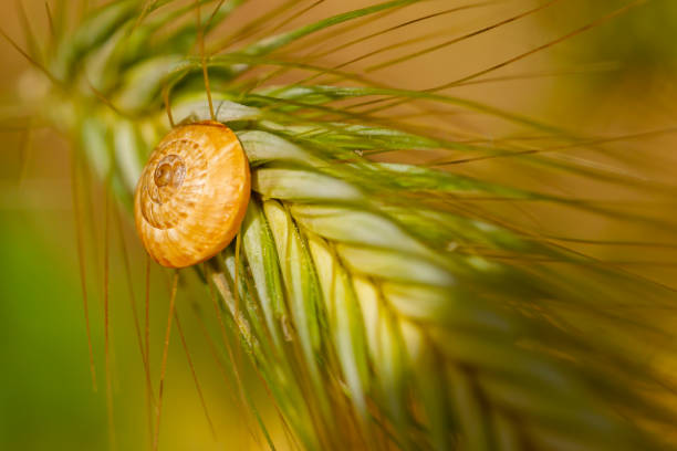Macro photo of brown shell snail on a yellow spike