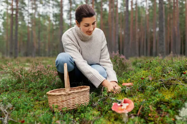 season and leisure people concept - young woman with basket and knife cutting mushroom in autumn forest