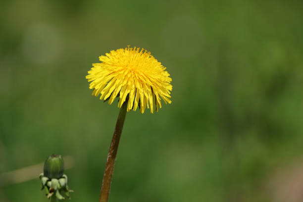 Meadow with dandelions