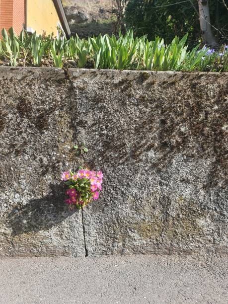 istock a flower growing out of the wall 1397909638