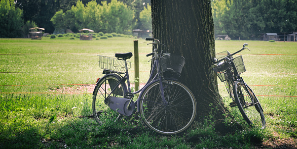 Two bicycles leaning against a tree with grass background in a spring sunny day. High quality photo