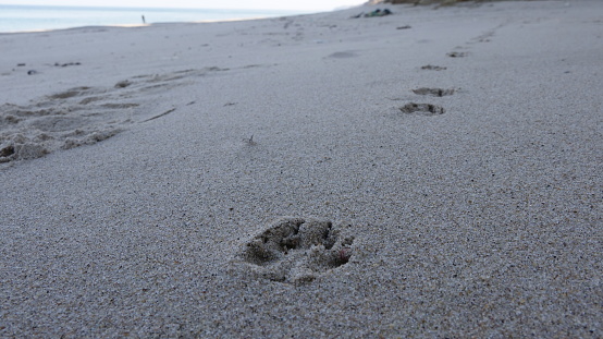 Dog footprints walking on the beach