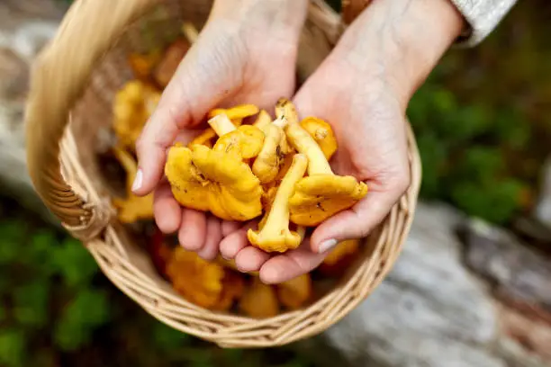 Photo of close up of woman holding chanterelle mushrooms