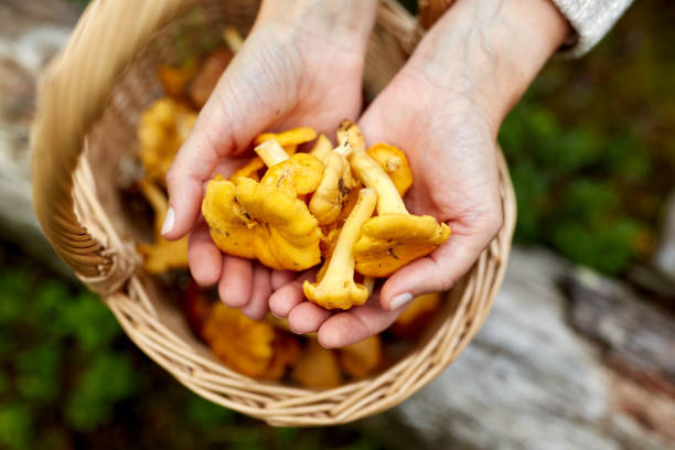 close up of woman holding chanterelle mushrooms - horoz mantarı stok fotoğraflar ve resimler