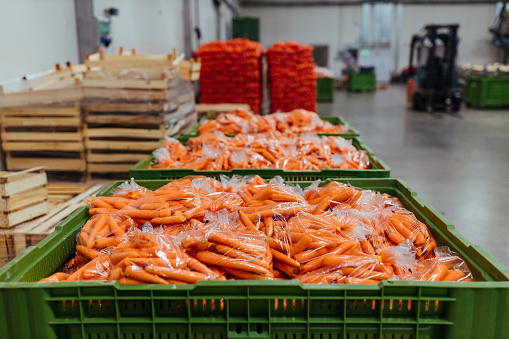 Carrots in plastic crates packed for sales in a cooled storage room