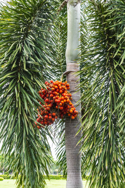 Betel nuts or areca nuts on the tree The Betel nuts or areca nuts on the tree areca stock pictures, royalty-free photos & images