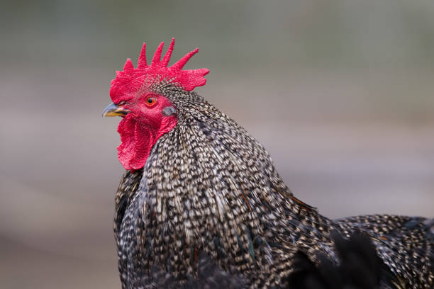 A portrait of a rooster A portrait of a rooster in profile bailey castle photos stock pictures, royalty-free photos & images
