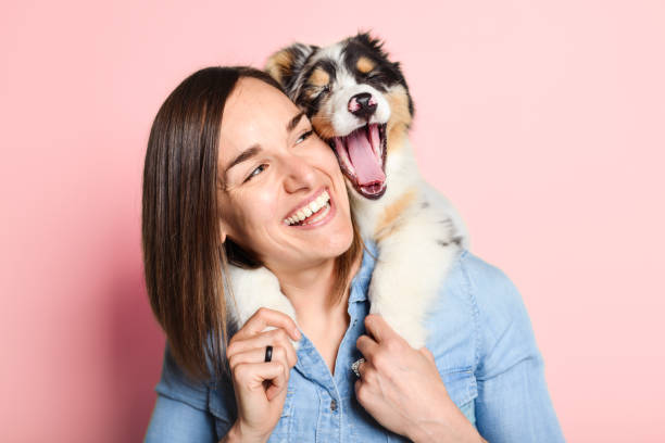 Handsome female with her Australian Berger puppy on studio pink stock photo