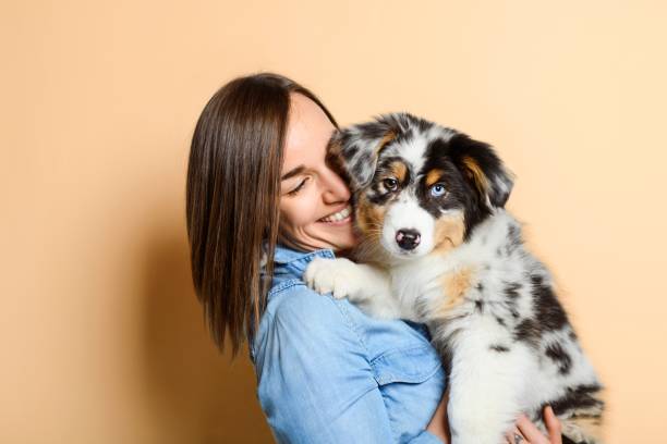 istock Handsome female with her Australian Berger puppy on studio 1397915087