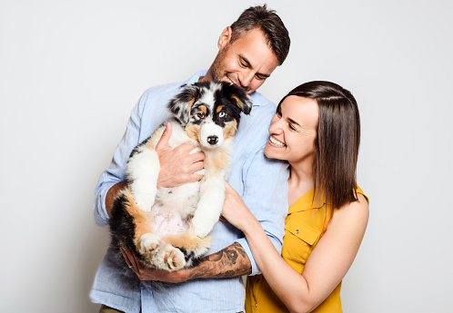 A Handsome couple with her Australian Berger puppy on studio