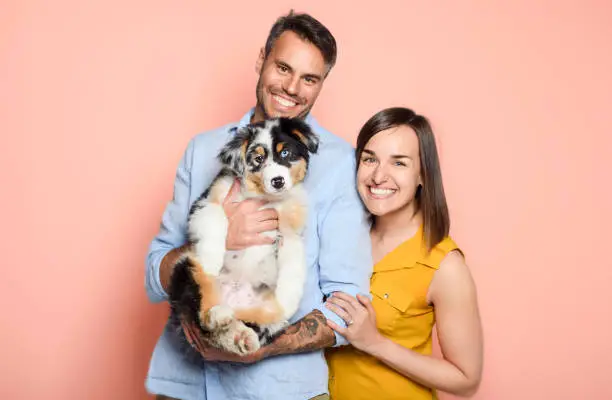 A Handsome couple with her Australian Berger puppy on studio