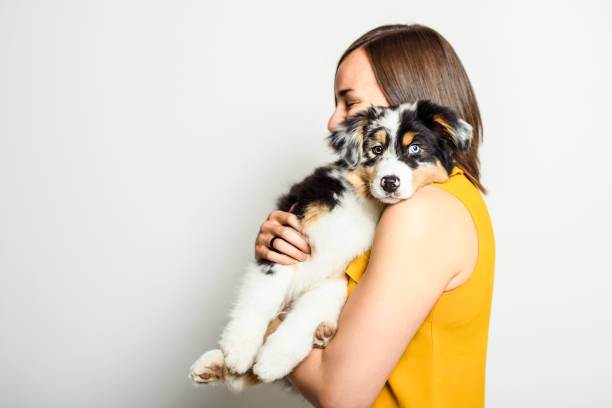 istock Handsome female with her Australian Berger puppy on studio 1397916518