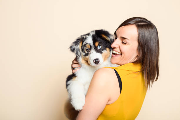 Handsome female with her Australian Berger puppy on studio A Handsome female with her Australian Berger puppy on studio bebe berger australien stock pictures, royalty-free photos & images
