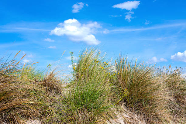 Reed grass and sky in the dunes. stock photo