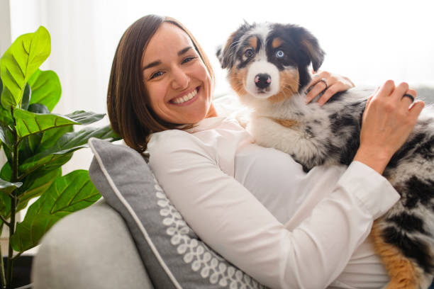istock Handsome female with her Australian Berger puppy on sofa 1397918145