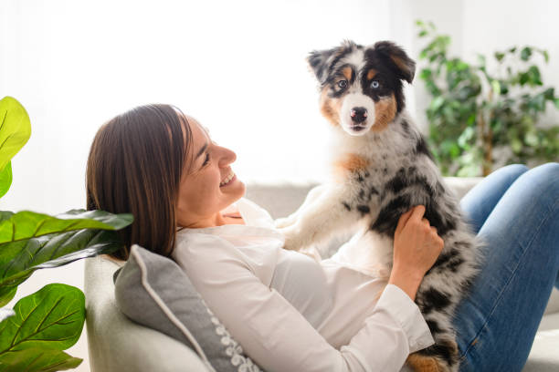 istock Handsome female with her Australian Berger puppy on sofa 1397918149