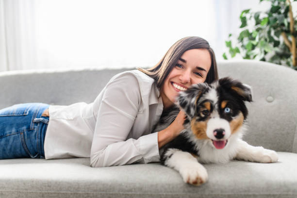 istock Handsome female with her Australian Berger puppy on sofa 1397918171