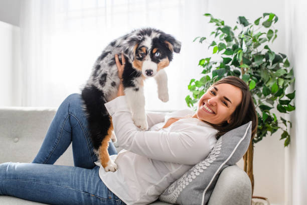 istock Handsome female with her Australian Berger puppy on sofa 1397918176