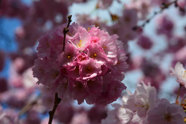 istock Japanese Cherry Blossom in beautiful light 1397919484