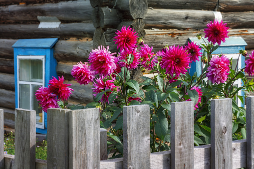 A bush of crimson dahlias in the front garden of a wooden rural house close-up. summer autumn. Blooming tall dahlias grow in a garden bed. Flowers to create bouquets. Russia, Ural